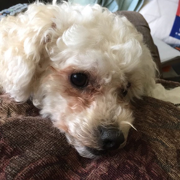 Meet your Posher, Daisy - Picture 1 of 1